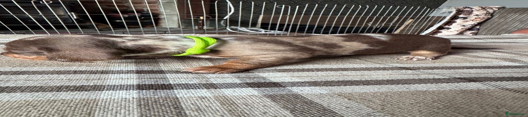 Miniature Dachshund Puppy 3