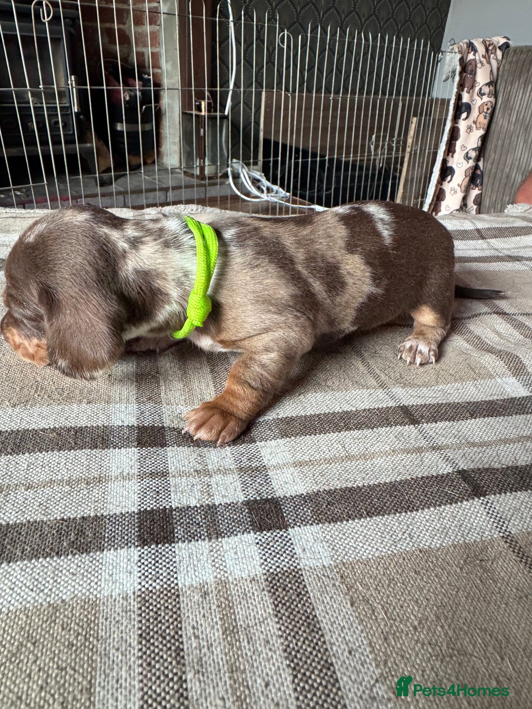 Miniature Dachshund dogs for sale: 🐾 Miniature Dachshund Puppies for Sale 🐾 - Image 20
