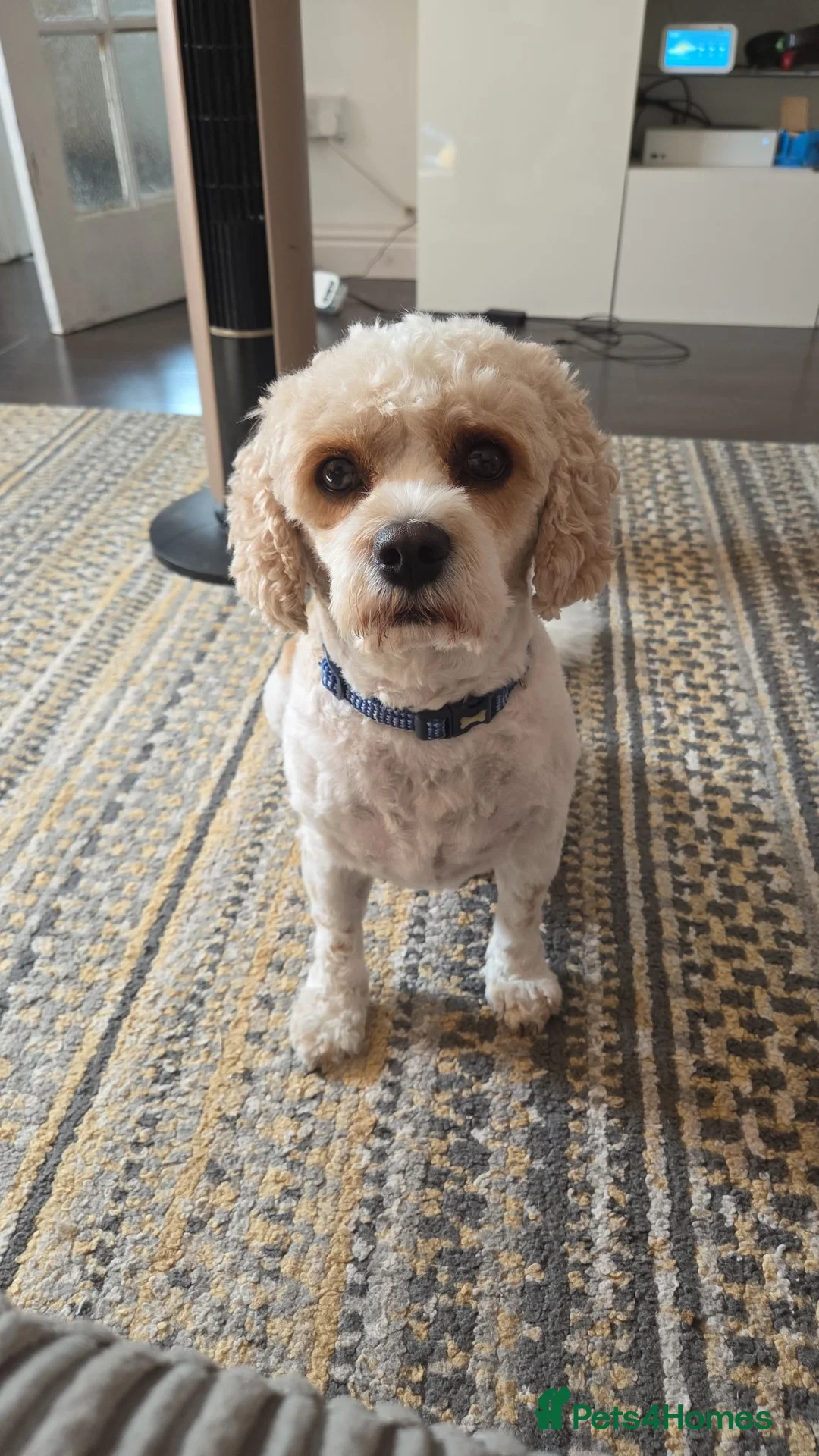 Mixed Breed dogs for sale: Toby. in Wolverhampton - Advert 2