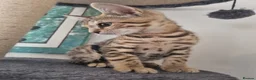 Bengal cats for sale: Stunning snow and brown bengal kittens - Advert 12