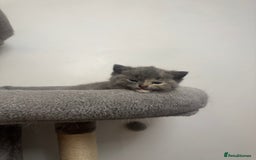 British Shorthair cats for sale: British Shorthair-Blue cream/silver tabby kittens  - Image 11