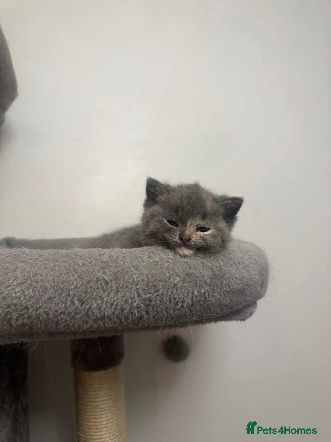 British Shorthair cats for sale: British Shorthair-Blue cream/silver tabby kittens  - Image 11