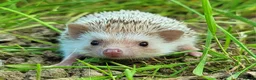 Pygmy Hedgehog rodents for sale: African Pygmy Hedgehog Hoglets - Advert 2