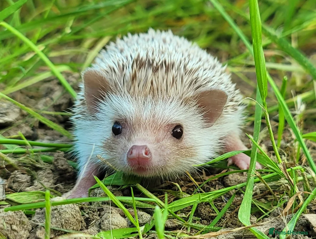 Pygmy Hedgehog rodents for sale: African Pygmy Hedgehog Hoglets - Advert 2