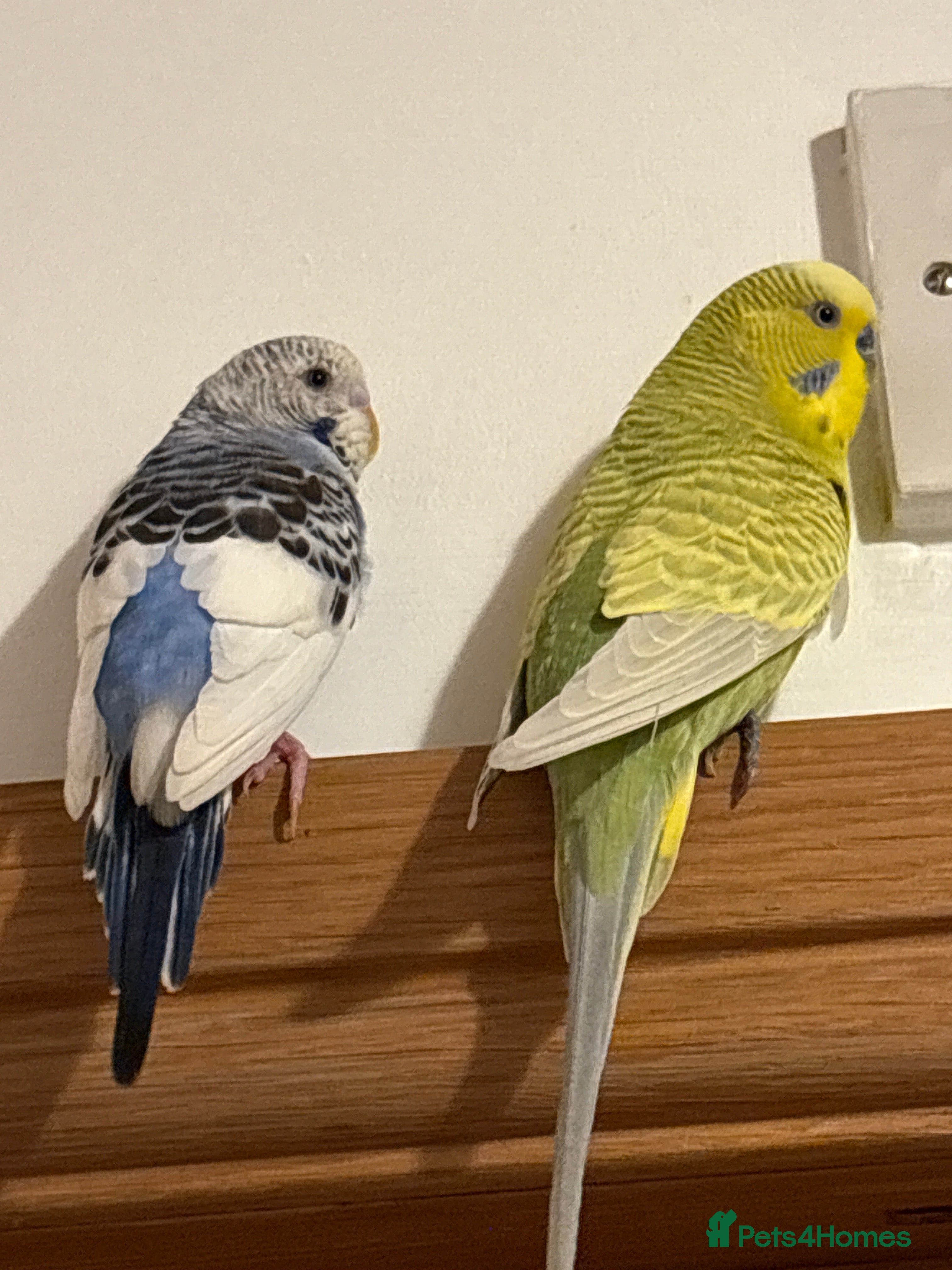 Budgerigars birds Beautiful Male & Female Budgie Pair - Advert 1