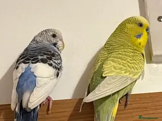 Budgerigars birds Beautiful Male & Female Budgie Pair - Advert 7