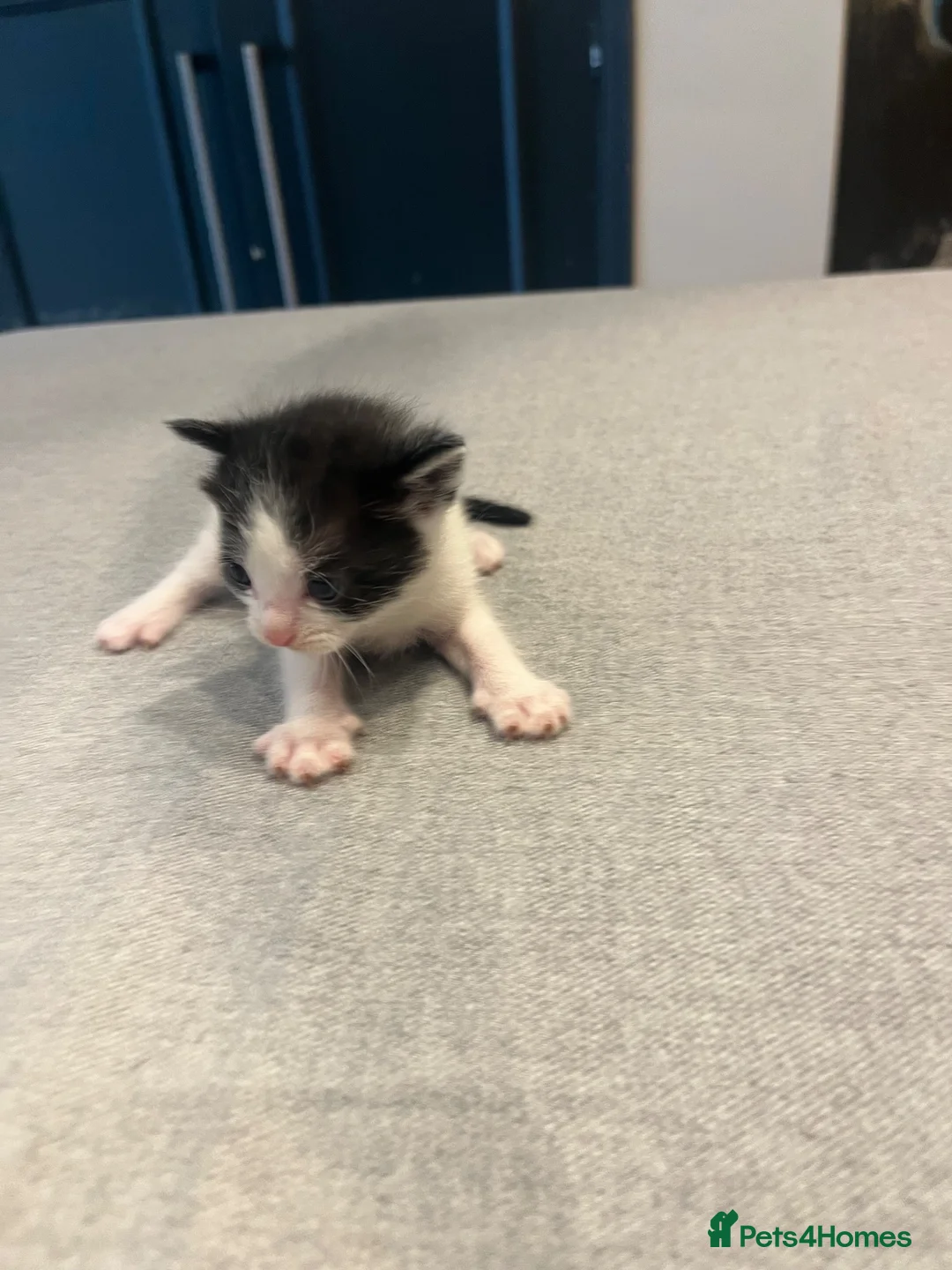 Mixed Breed cats for sale: 6 Gorgeous little kittens in Tunbridge Wells - Advert 8