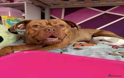 Dogue De Bordeaux dogs for sale: Bourdeau for sale  - Image 8