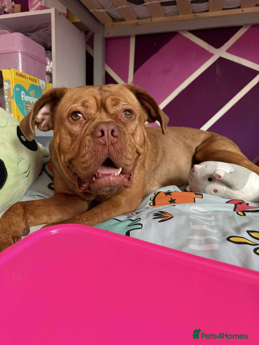 Dogue De Bordeaux dogs for sale: Bourdeau for sale  - Image 8