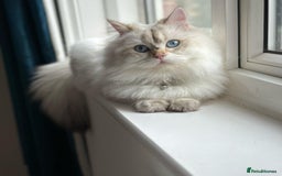 British Longhair cats for sale: Stunning British Longhair Kittens Ready to collect - Image 36