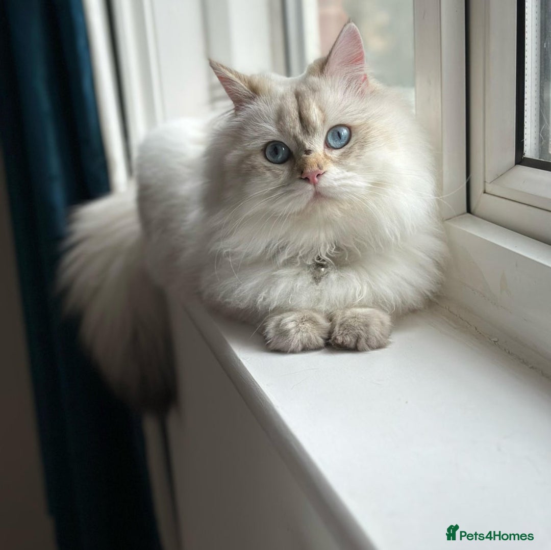 British Longhair cats for sale: Stunning British Longhair Kittens Ready to collect - Image 36