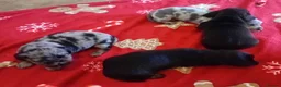 Dachshund dogs for sale: Minature sausage dogs x 2 males  - Advert 8