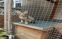 Savannah cats for sale: Savannah F4 girl kittens - Image 27