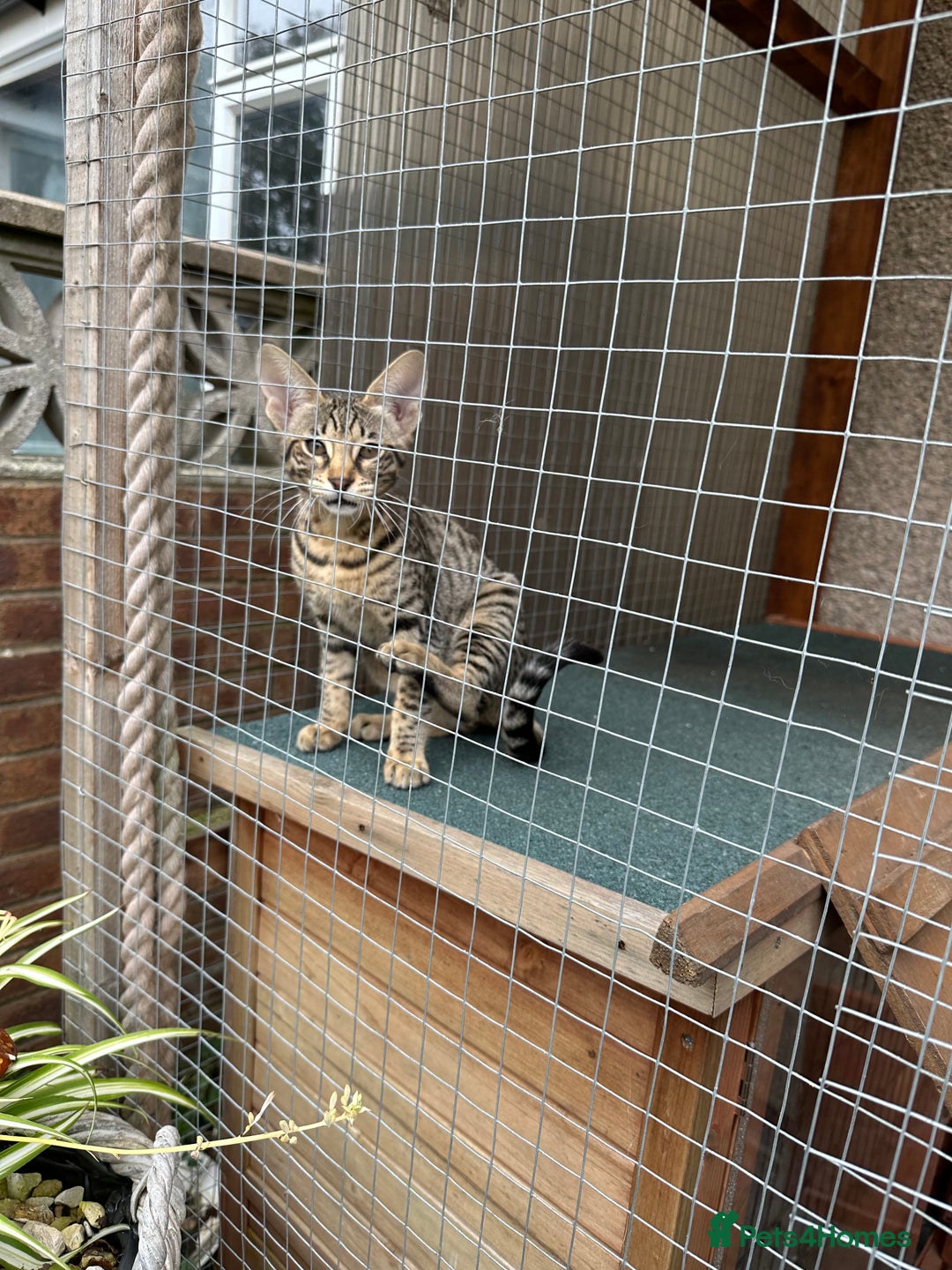 Savannah cats for sale: Savannah F4 girl kittens - Image 27
