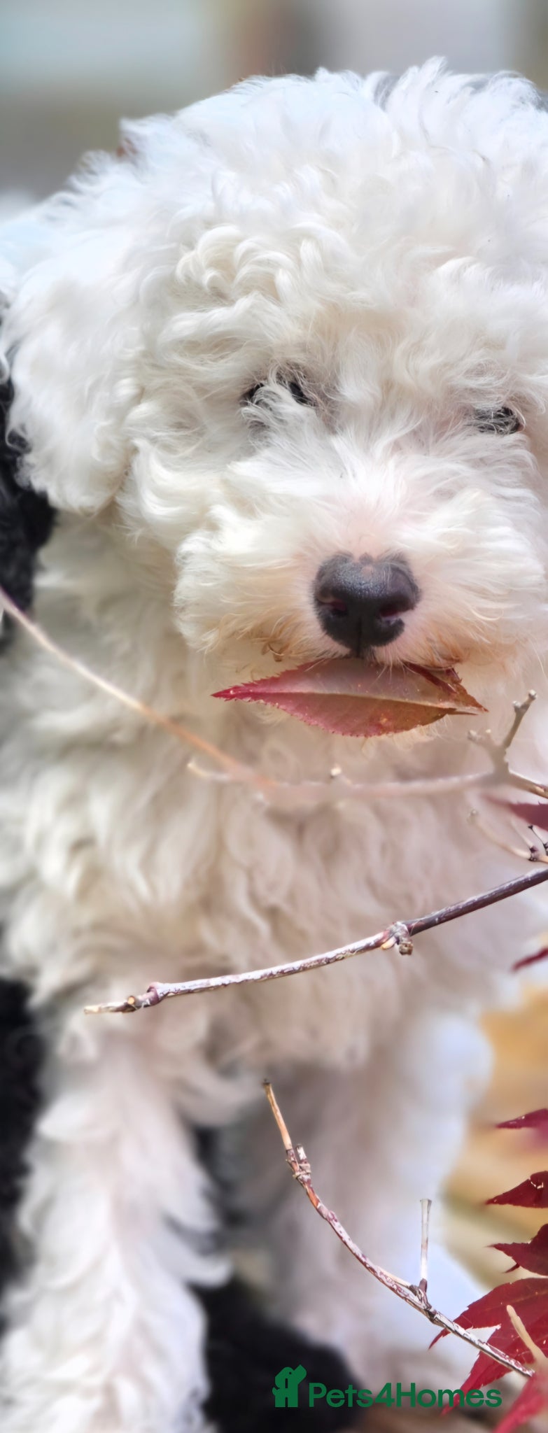 Toy Poodle dogs Only 1 puppy left - Toy Poodle Puppies  - Advert 2