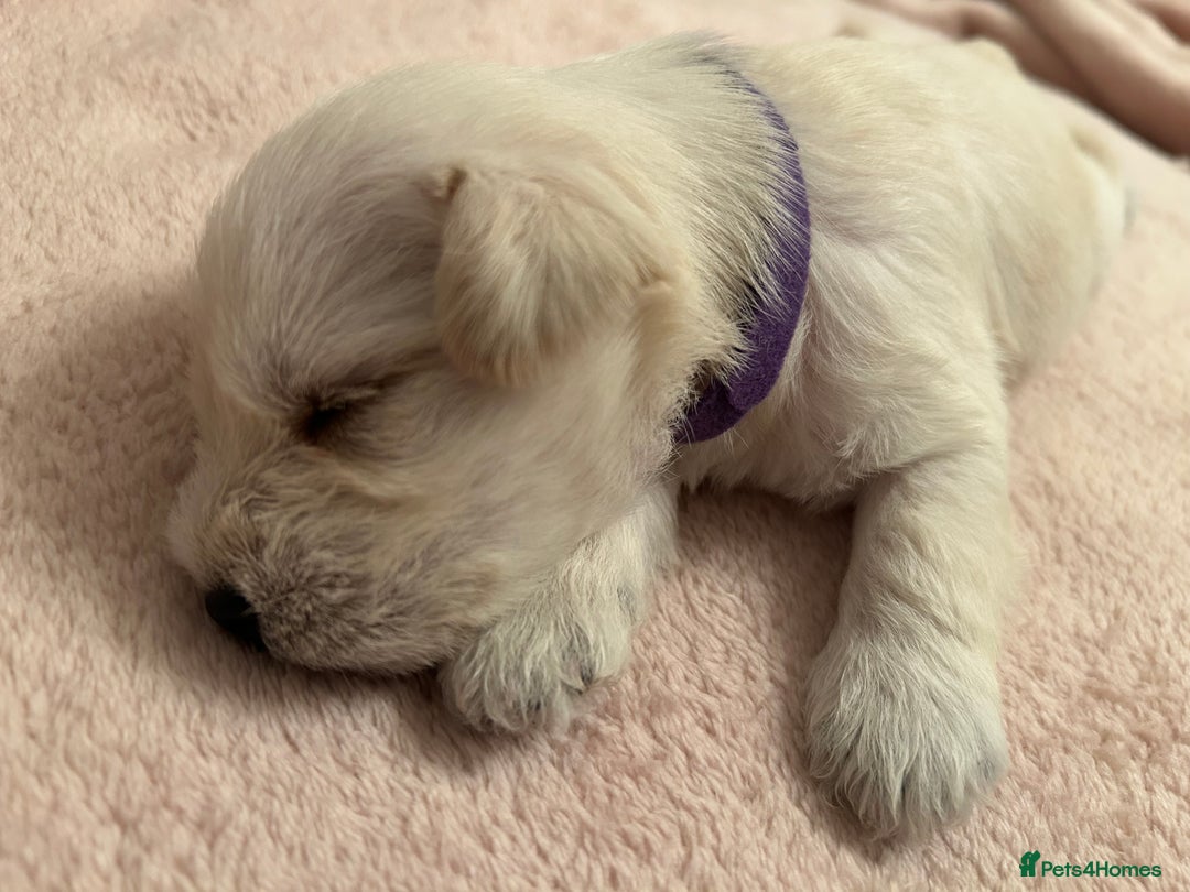 Miniature Schnauzer dogs for sale: Stunning KC Reg Miniature Schnauzers  - Image 12