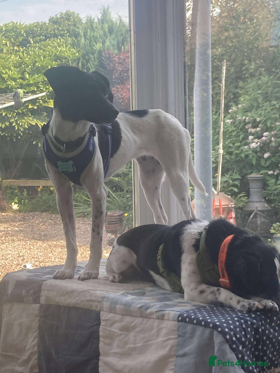 Mixed Breed dogs for adoption: STELLA-1 YR OLD, SMALL, PRETTY, CYPRUS SPECIAL MIX - Image 18