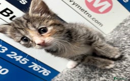 Domestic Shorthair cats for sale: Last 4 kittens left  - Image 2