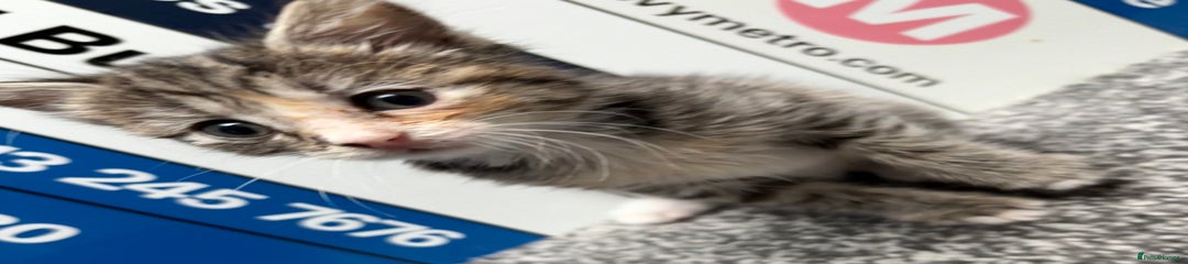 Domestic Shorthair Kitten 4