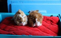 Guinea Pig rodents for sale: Peruvian Baby Boars  for Sale  - Image 1