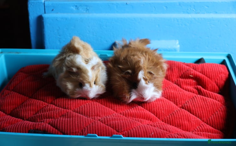Guinea Pig rodents - Advert 18