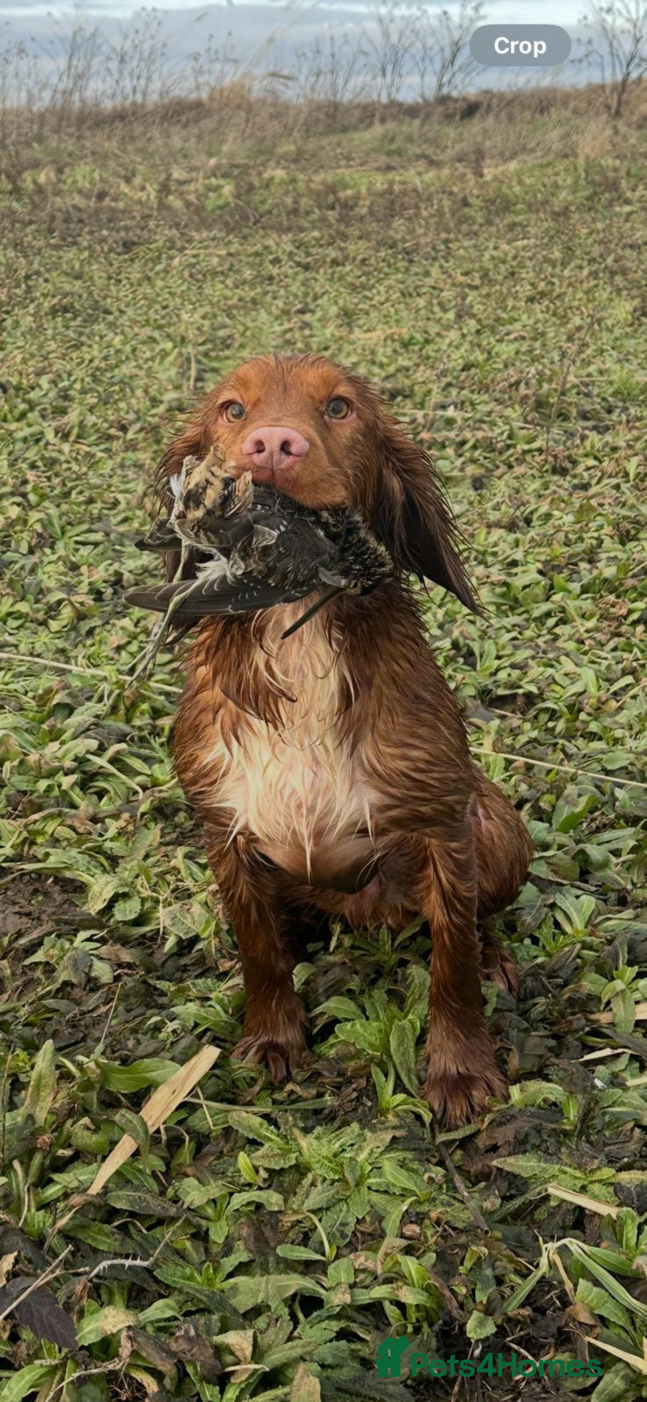 Cocker Spaniel dogs Beautiful Working Cocker Spaniel for Stud - Advert 1