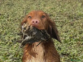 Cocker Spaniel dogs Beautiful Working Cocker Spaniel for Stud - Advert 1