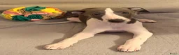Whippet dogs for sale: Whippet boy  - Advert 9