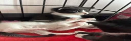 Mixed Breed cats for sale: Black and white Kittens  - Advert 4