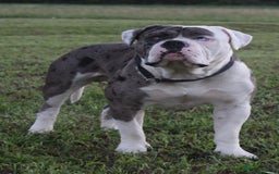 Alapaha Blue Blood Bulldog dogs for sale: IABBR. Health tested. Top lines.  - Advert 20