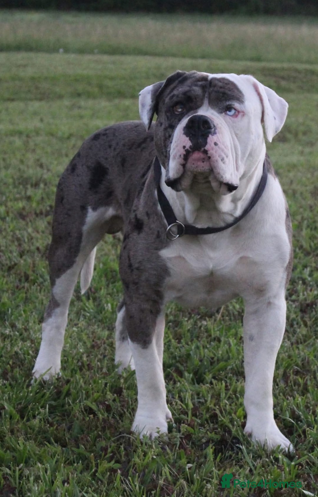 Alapaha Blue Blood Bulldog dogs for sale: IABBR. Health tested. Top lines.  - Advert 20