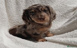 Miniature Dachshund dogs for sale: Purebred Miniature Dachshund Puppies – Ready - Image 2