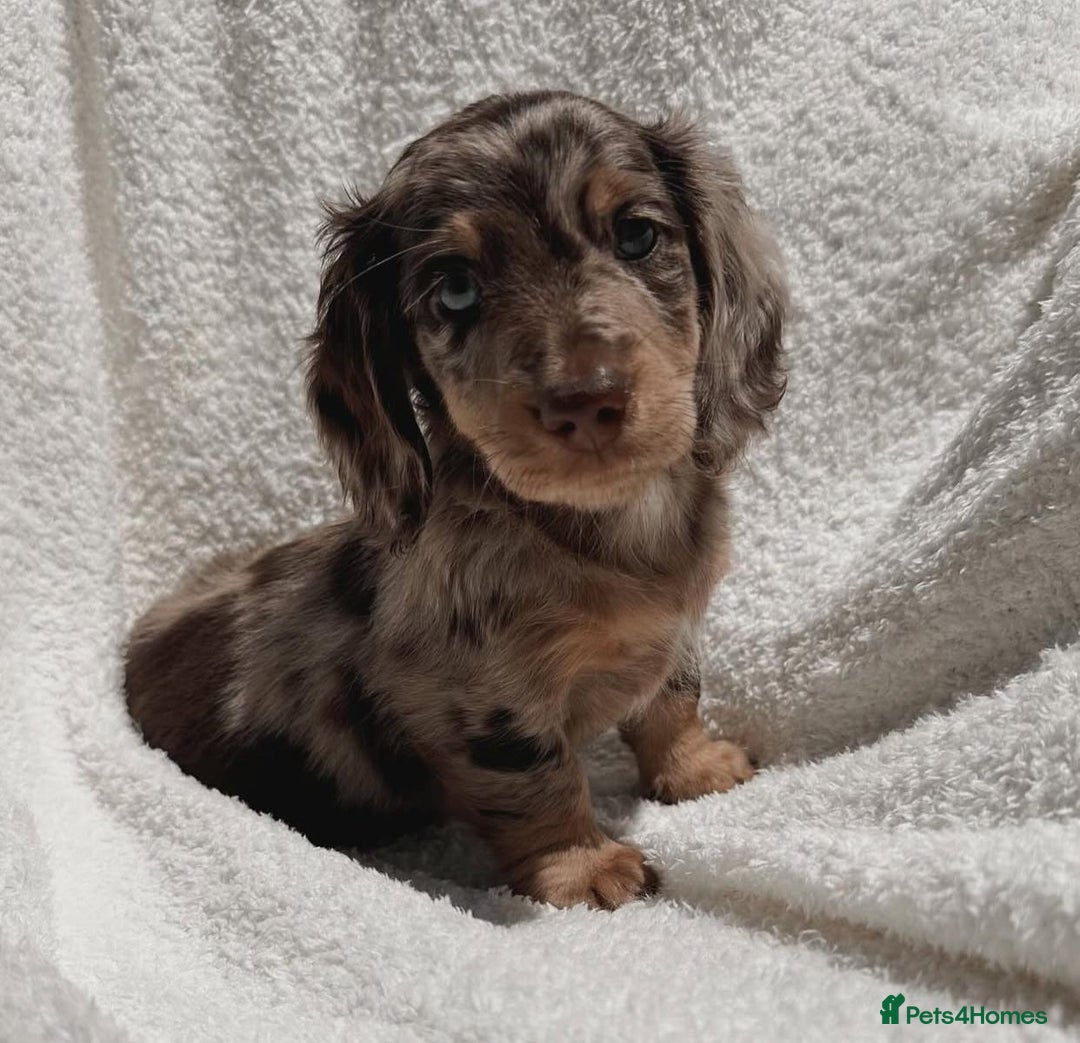 Miniature Dachshund dogs for sale: Purebred Miniature Dachshund Puppies – Ready - Image 2