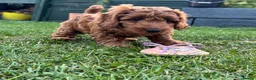 Cockapoo dogs for sale: READY NOW STUNNING CURLY CHOCOLATE MALE - Advert 12