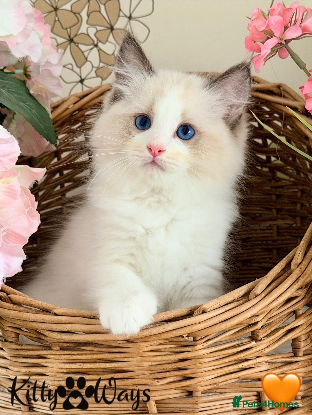 Ragdoll cats for sale: 🐾🩷*TICA REG* LYNX TABBY EU RAGDOLL KITTENS🩵🐾 - Image 11