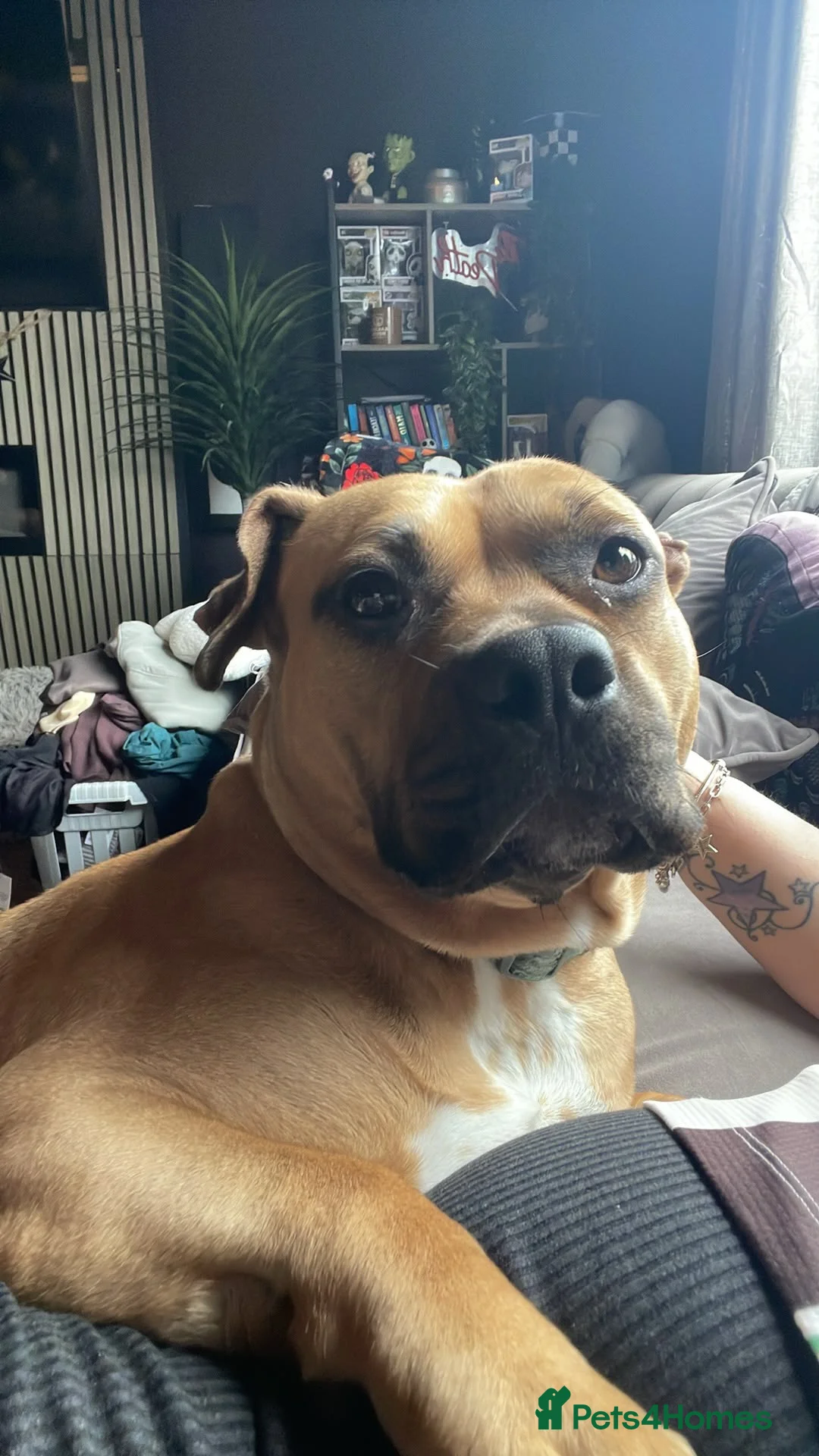 Mixed Breed dogs for sale: Young female staffy bully cross for new home  - Advert 4