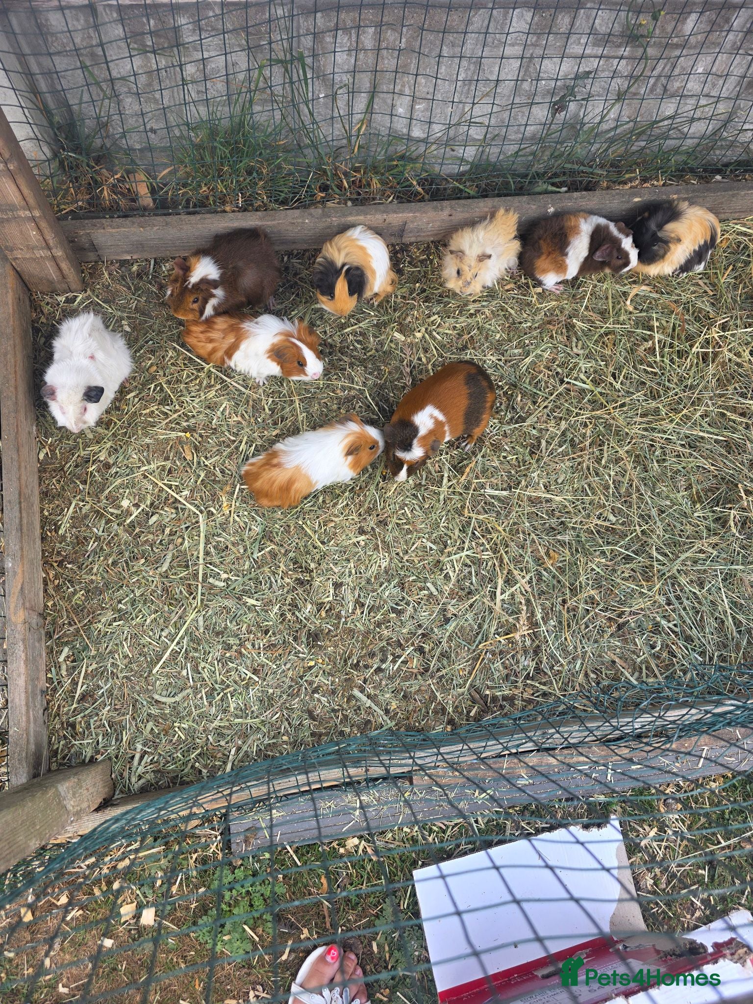 Guinea Pig rodents Male Guinea pigs - Advert 4