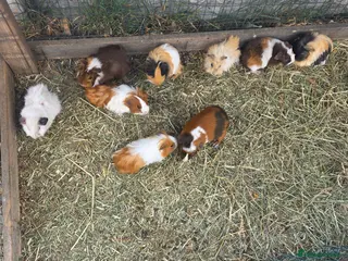 Guinea Pig rodents Male Guinea pigs - Advert 4