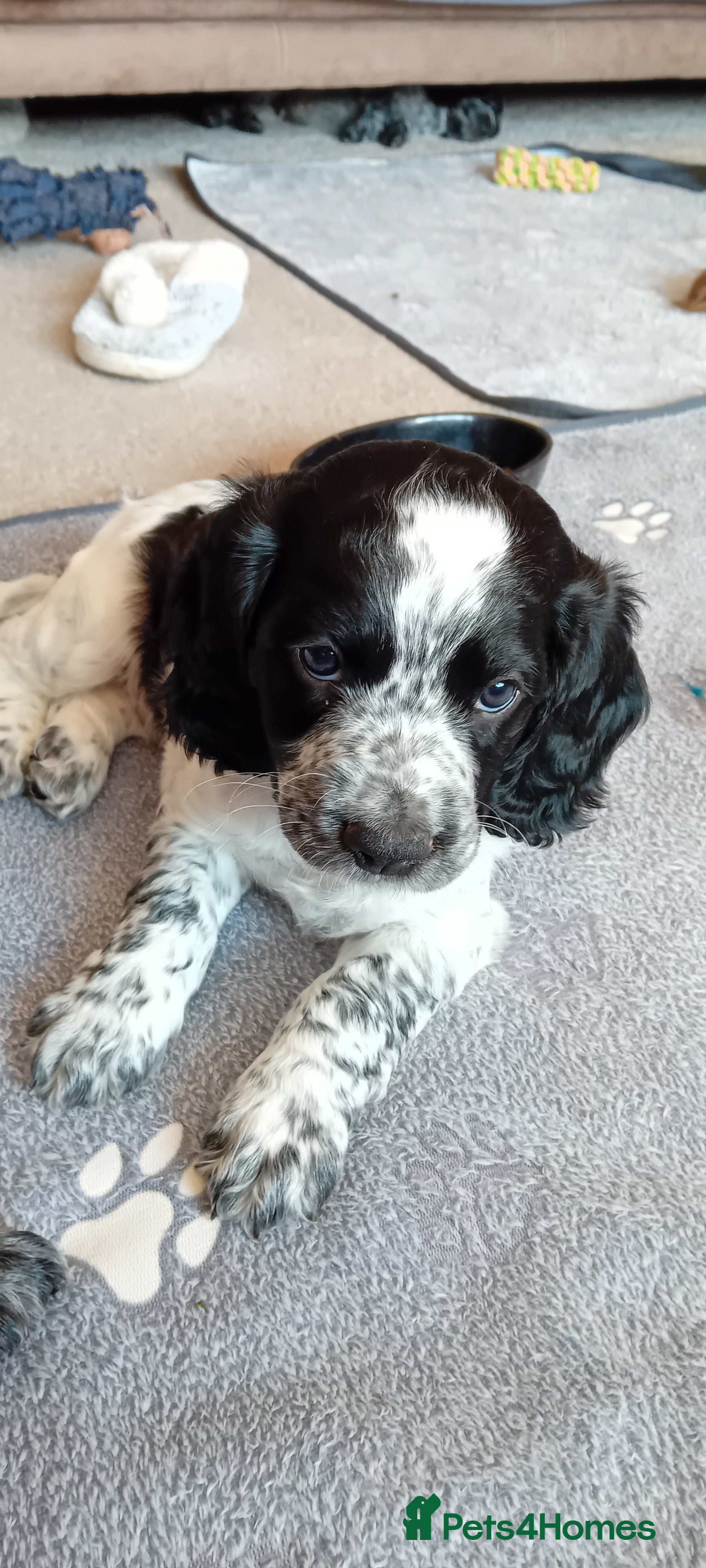 Cocker Spaniel dogs Stunning Blue Roan Working Cocker Spaniel Puppies - Advert 2
