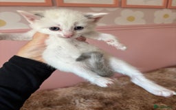 Mixed Breed cats for sale: 5 x gorgeous mixed kittens (4 left) - Image 2