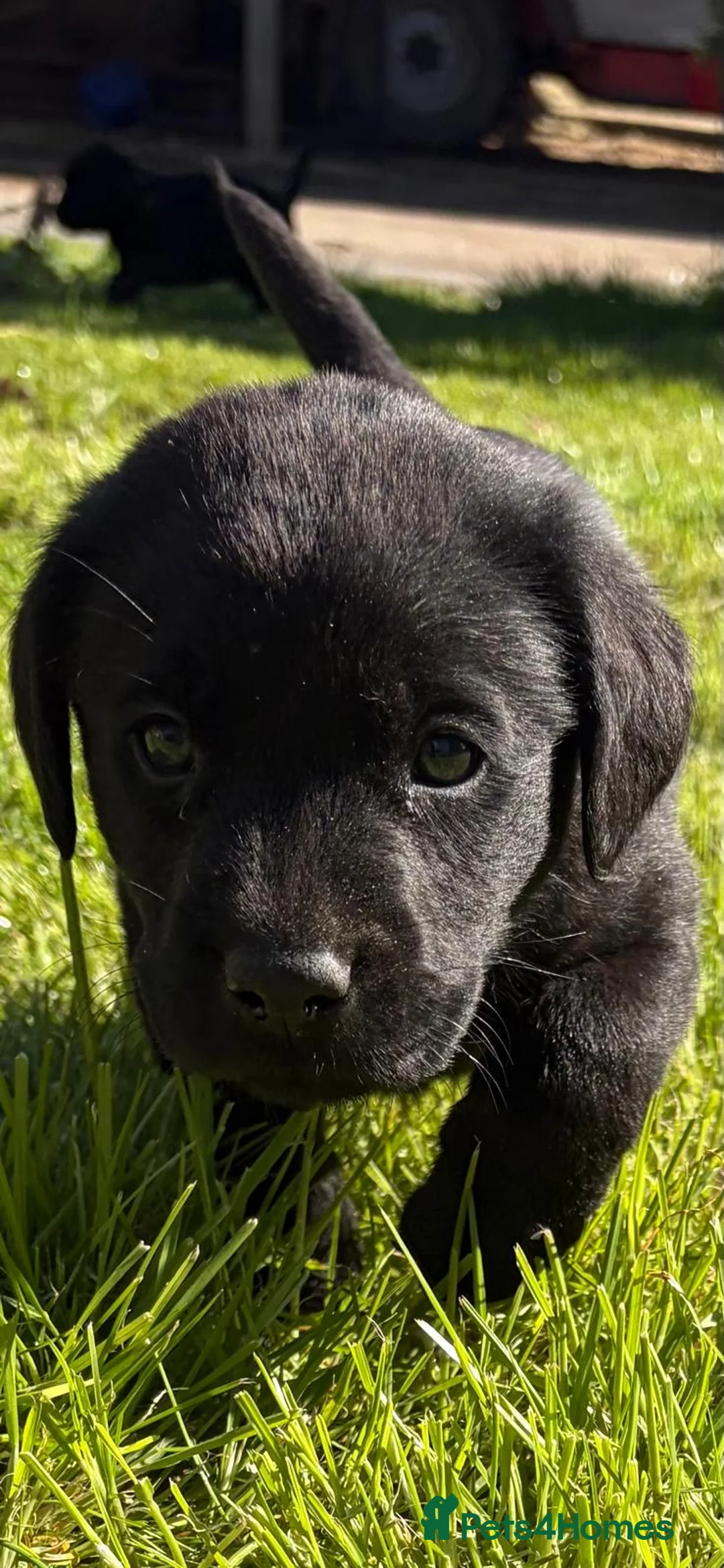 Labrador Retriever dogs for sale: KC Registered Black Labrador Puppies - Advert 6