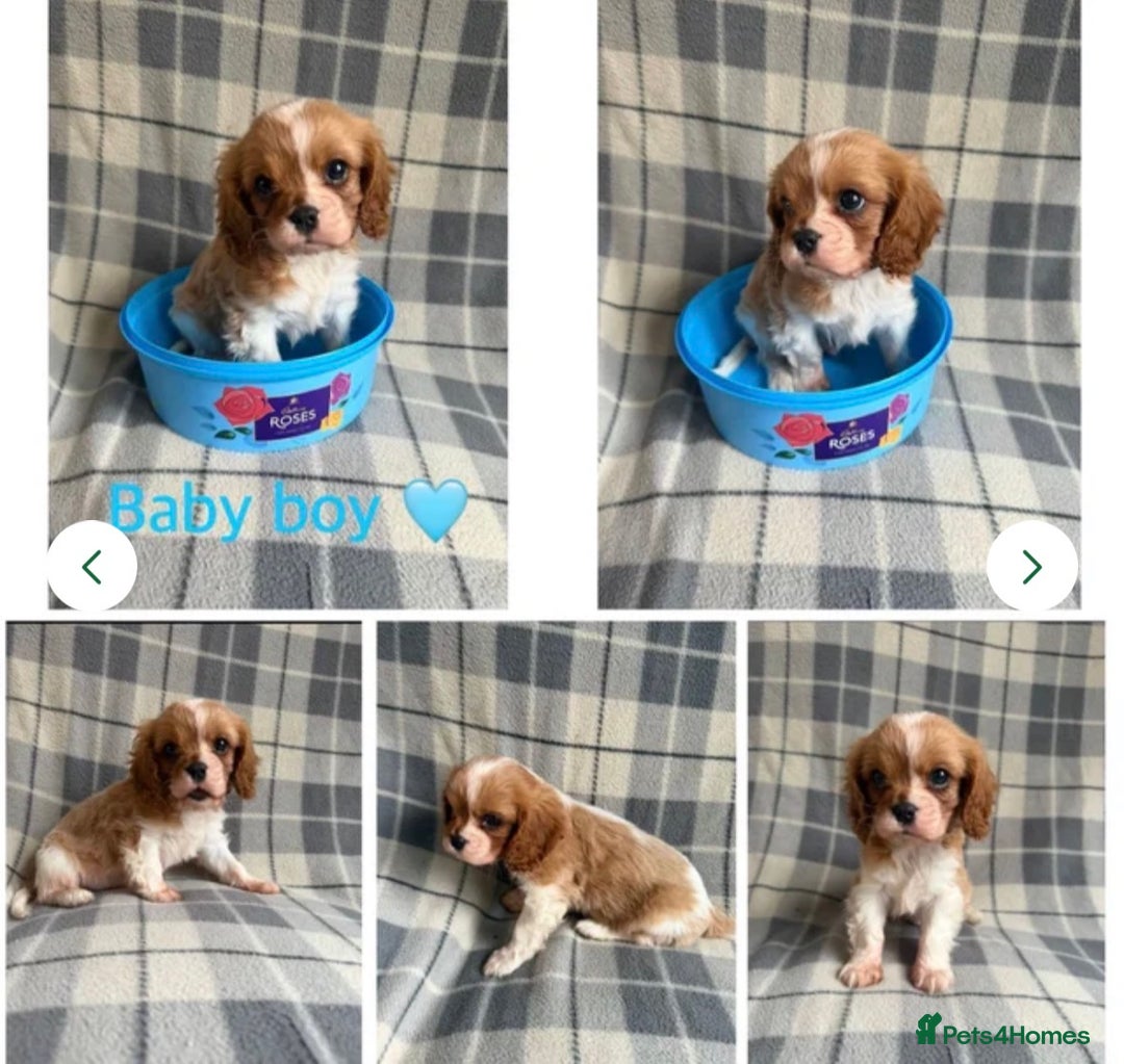 Cavalier King Charles Spaniel dogs for sale: Beautiful little boy Cavalier King Charles  - Advert 6
