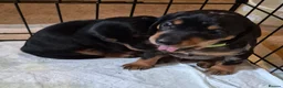 Jackshund dogs for sale: Dapple and black and tan Jackshund puppies - Advert 4