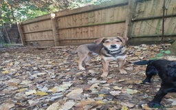 Mixed Breed dogs for adoption: Hound mix sweet Archie for adoption  - Advert 4