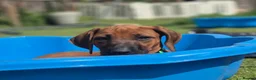 Rhodesian Ridgeback dogs for sale: 4x FEMALE RHODESIAN RIDGEBACK PUPS!! - Advert 24