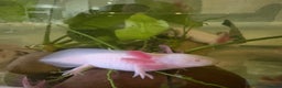 Axolotl reptiles for sale: 8 month leucistic albino pink axolotls £45 each - Advert 4