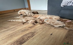 Cockapoo dogs for sale: F1B TOY COCKAPOO PUPPIES - Image 11