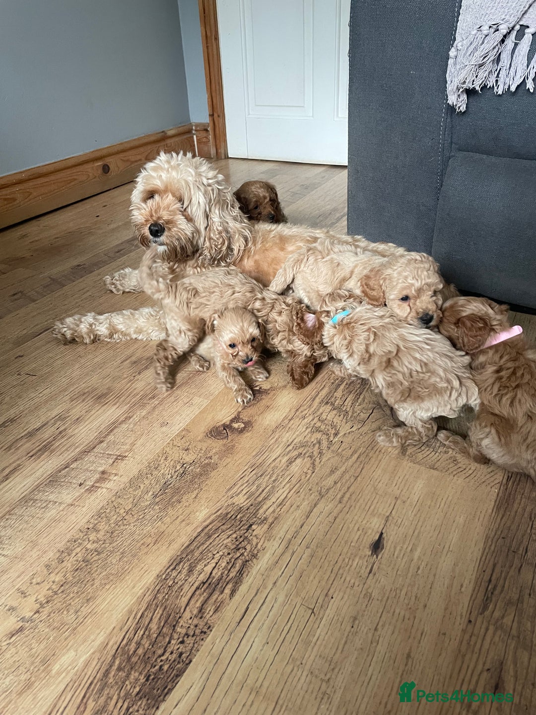 Cockapoo dogs for sale: F1B TOY COCKAPOO PUPPIES - Image 11