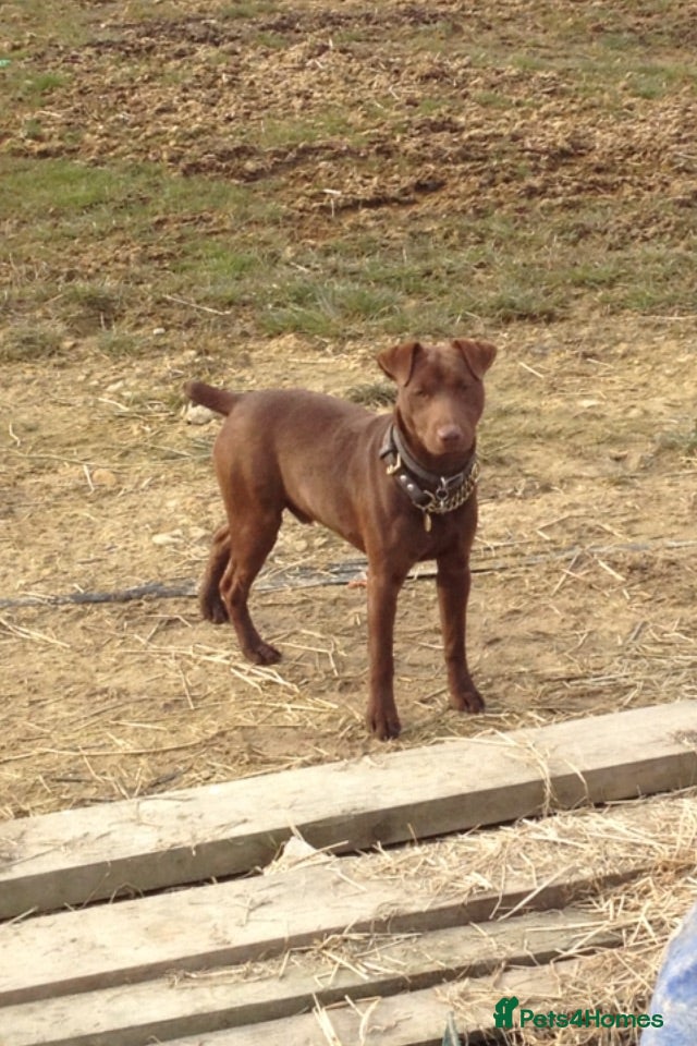 Patterdale Terrier dogs Quality Patterdale Pups Available  - Advert 2