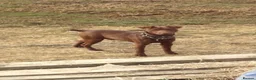 Patterdale Terrier dogs for sale: Quality 8 week old Patterdale Pups Available  - Advert 8